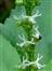  Female Flowers